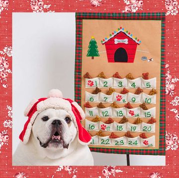best dog advent calendars for christmas